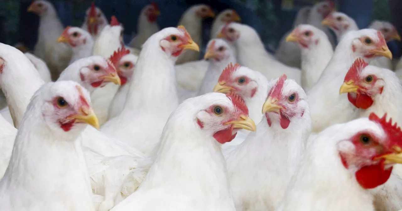 CDC confirms Oregon’s first human case of bird flu