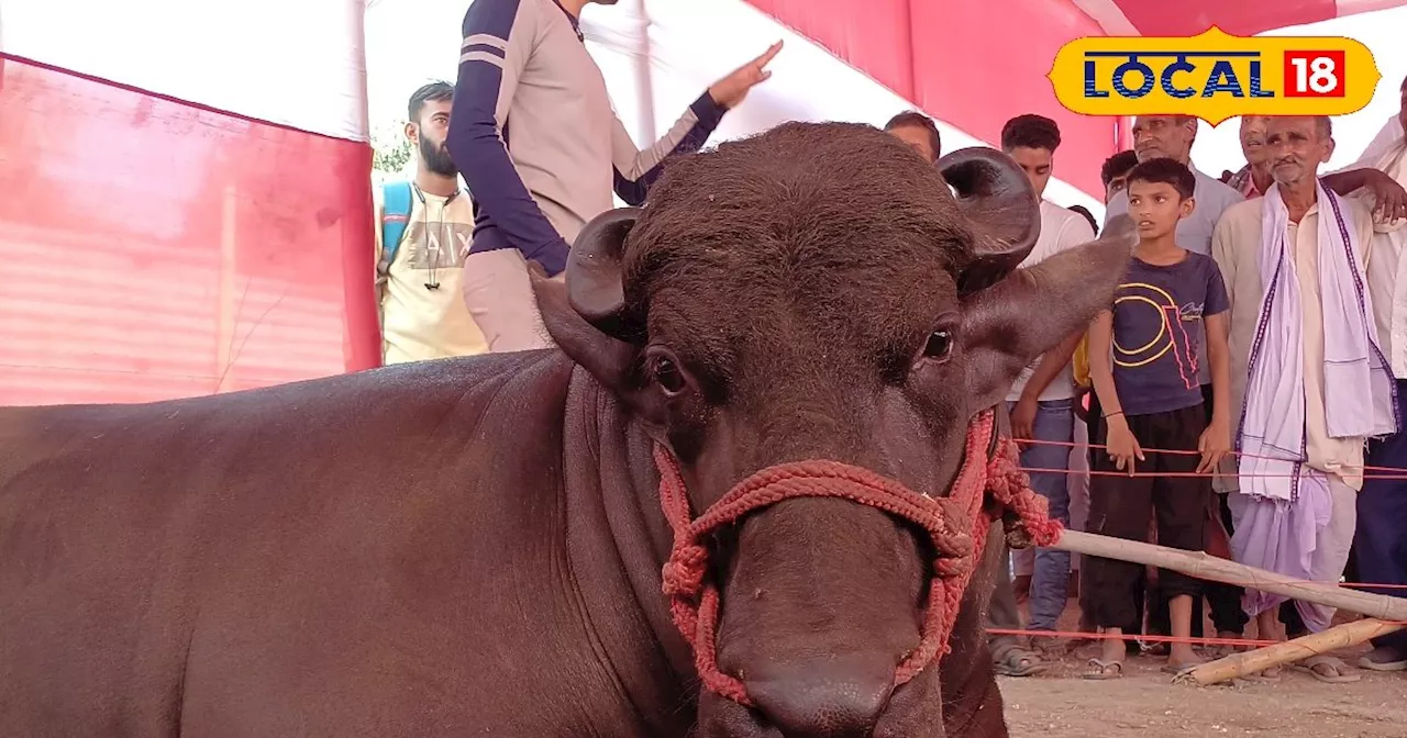 बिहार में शराबबंदी से परेशान यूपी का यह 2 करोड़ का भैंसा, रोजाना गटकता है दर्जनों बोतल बियर