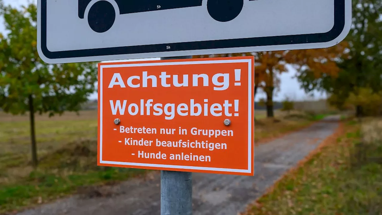 Berlin & Brandenburg: Naturschützer halten Wolfshinweisschilder für übertrieben