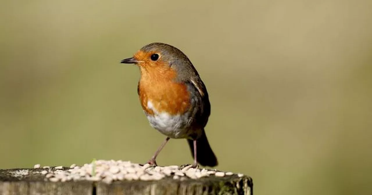 Gardeners urged to avoid doing this one thing to prevent scaring Robins