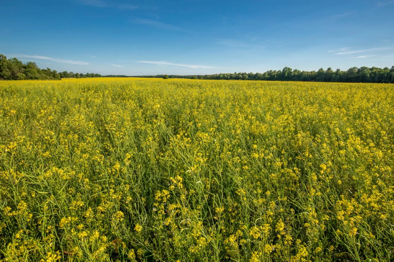 James Steidle: Too much farmland is being used to feed vehicles, not people