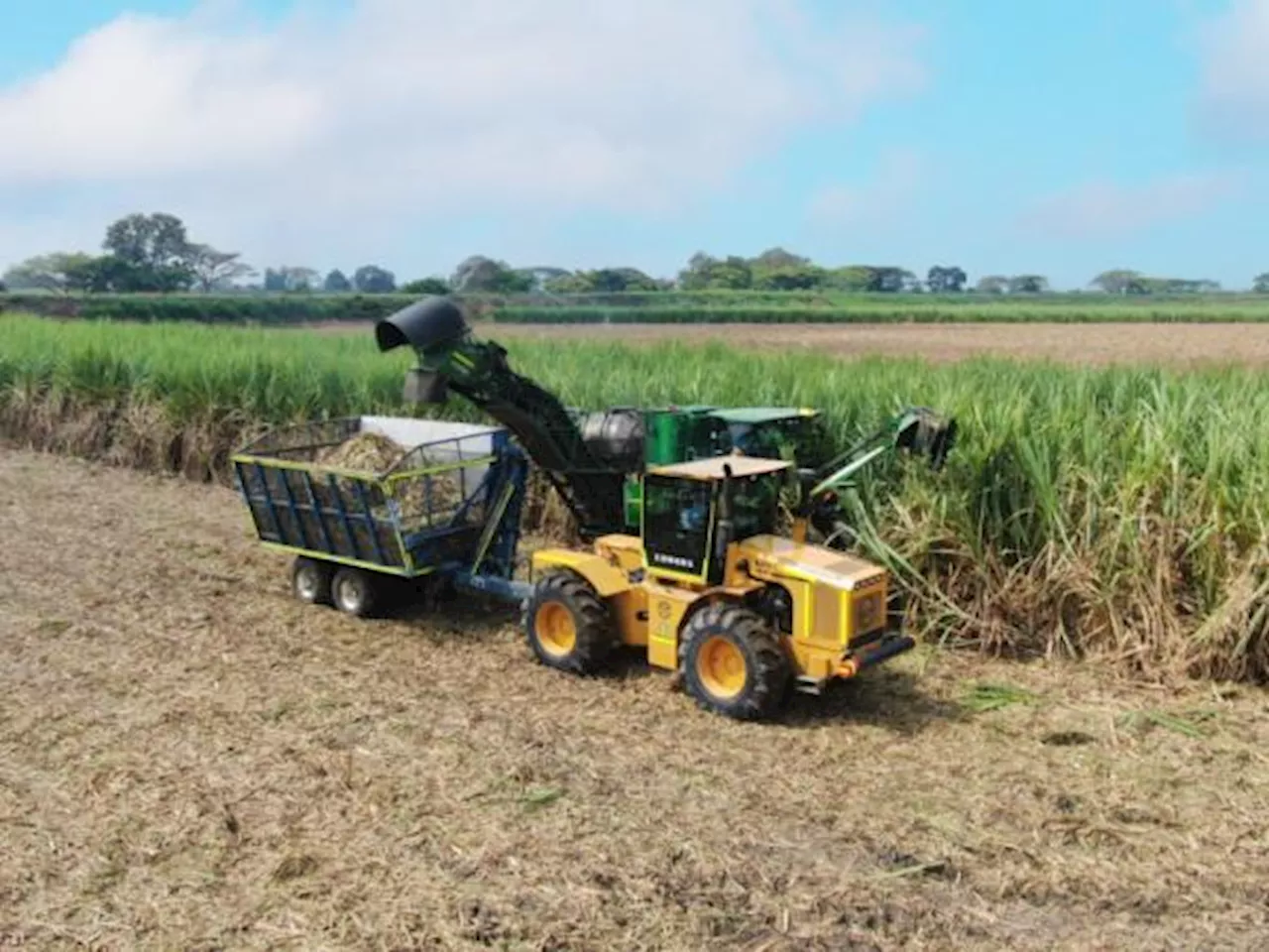 Incauca moderniza su cosecha y elimina la quema de caña