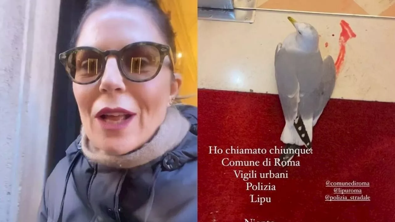 Marina La Rosa soccorre un gabbiano ferito al centro di Roma: "Nessuno volevo aiutarlo"