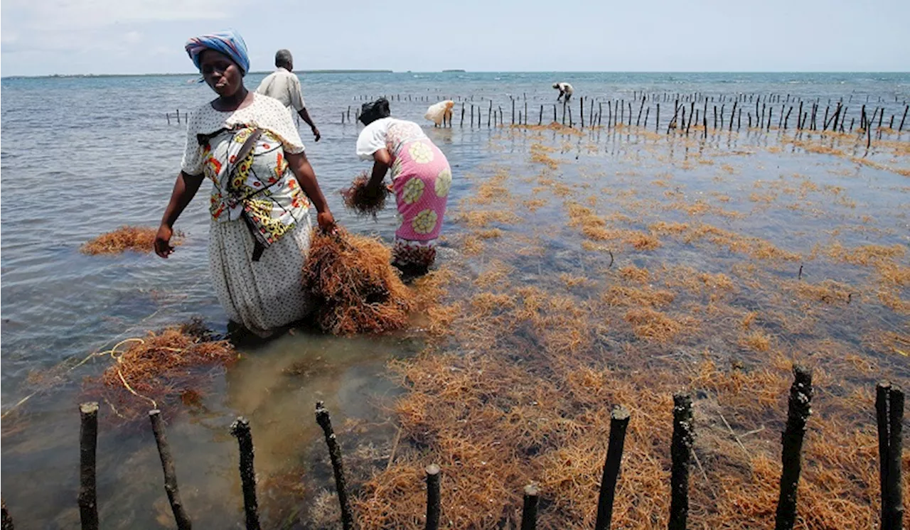 Seaweed farming brings hope to Kenyan villagers hit by climate change - SABC News