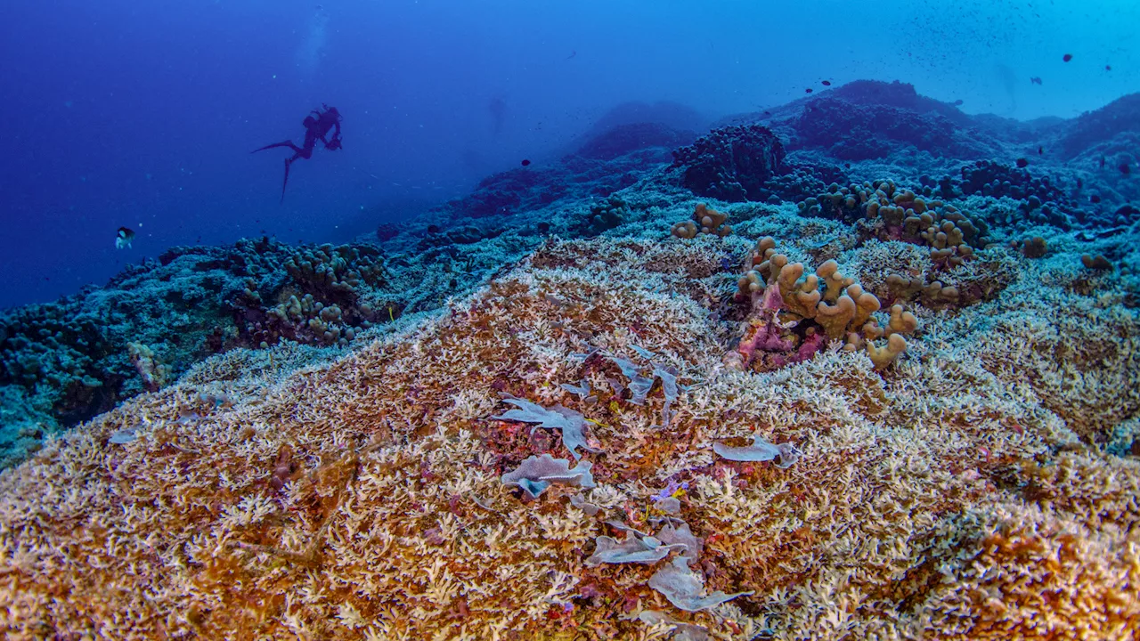 The world’s largest coral was discovered in the South Pacific