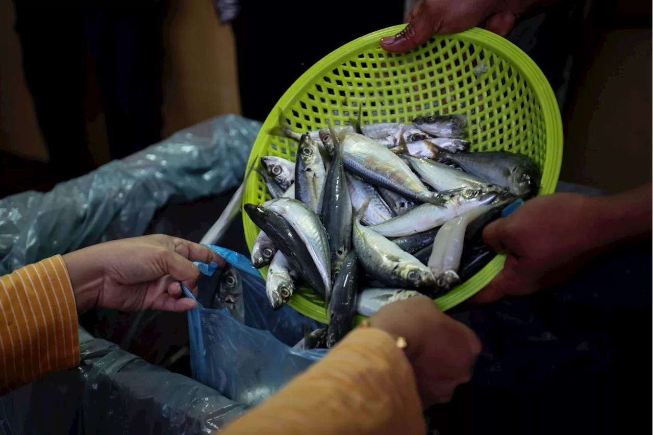 QuickCheck: Is there a place you can buy fresh fish for only 20sen apiece?