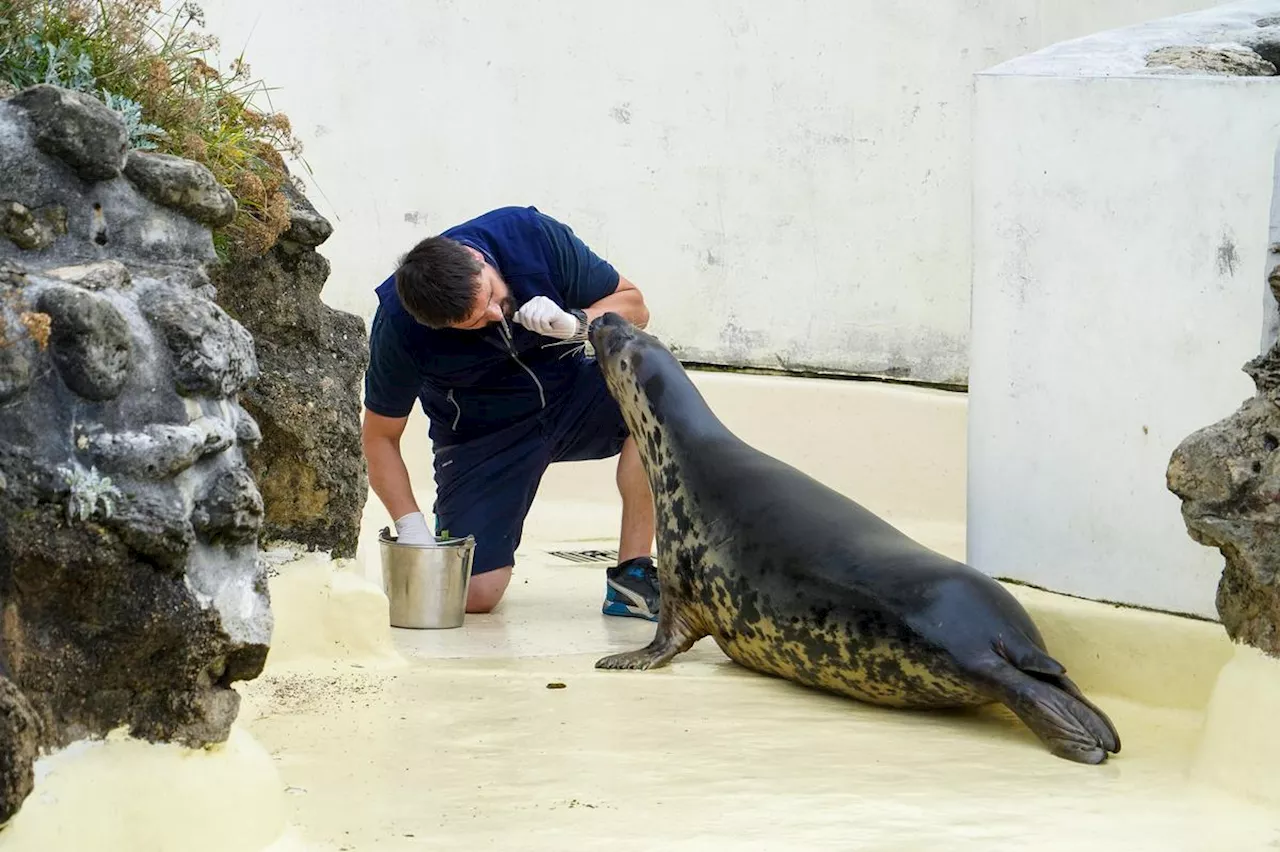 Aquarium de Biarritz : l’entraînement des phoques remodelé par une spécialiste