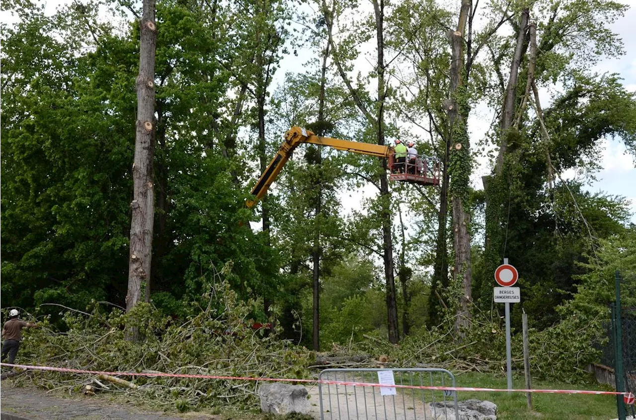 Jurançon : sur les berges du Gave, 40 arbres malades seront dessouchés et remplacés