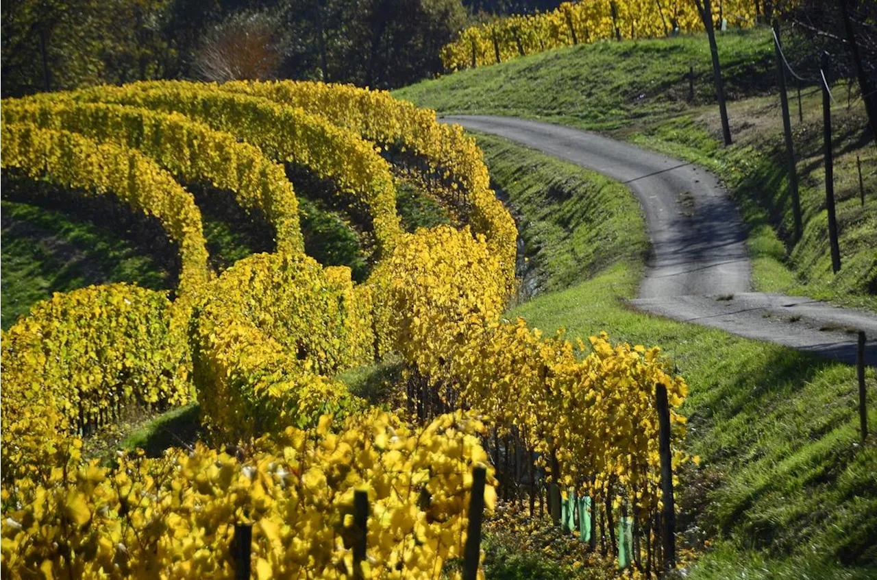 Lacq-Orthez : six jours d’animations pour promouvoir la viticulture