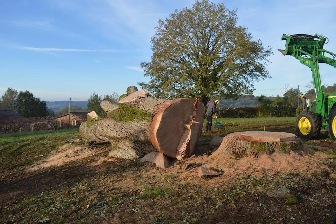 Le chêne vieux de 300 ans au cœur d’une polémique en Dordogne a bien été abattu