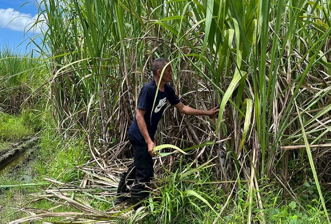 51-K Davao farmers to receive aid in 2025