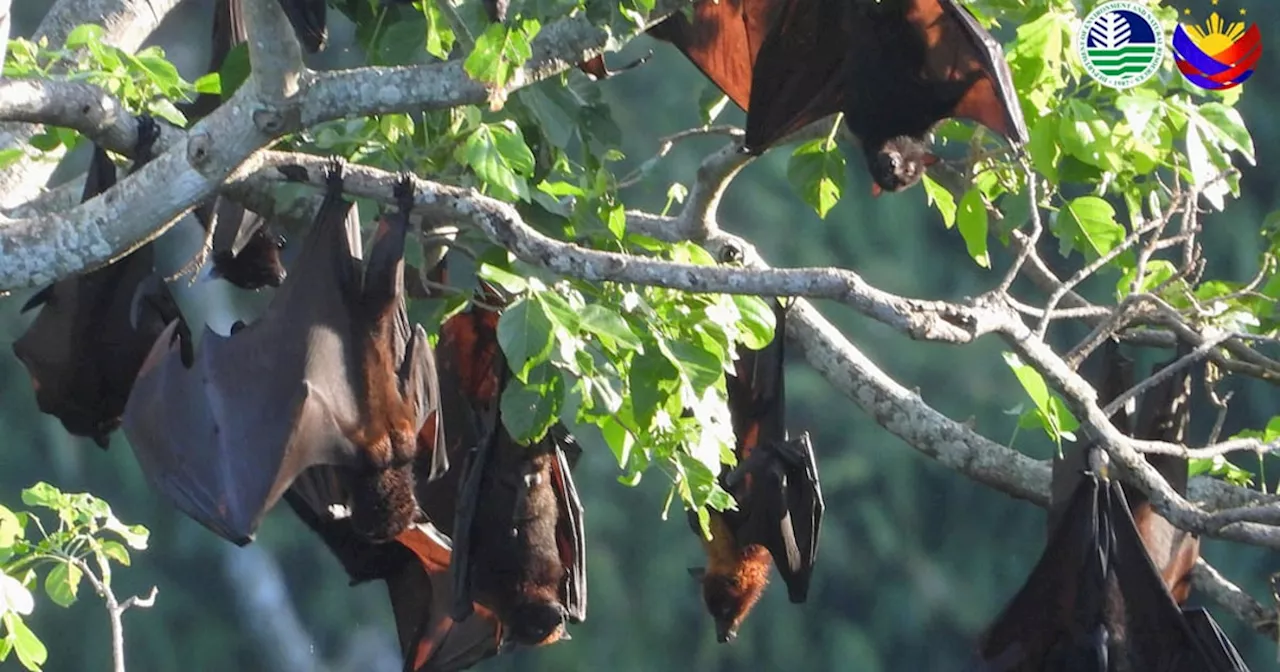 Conservation efforts for Philippine fruit bats