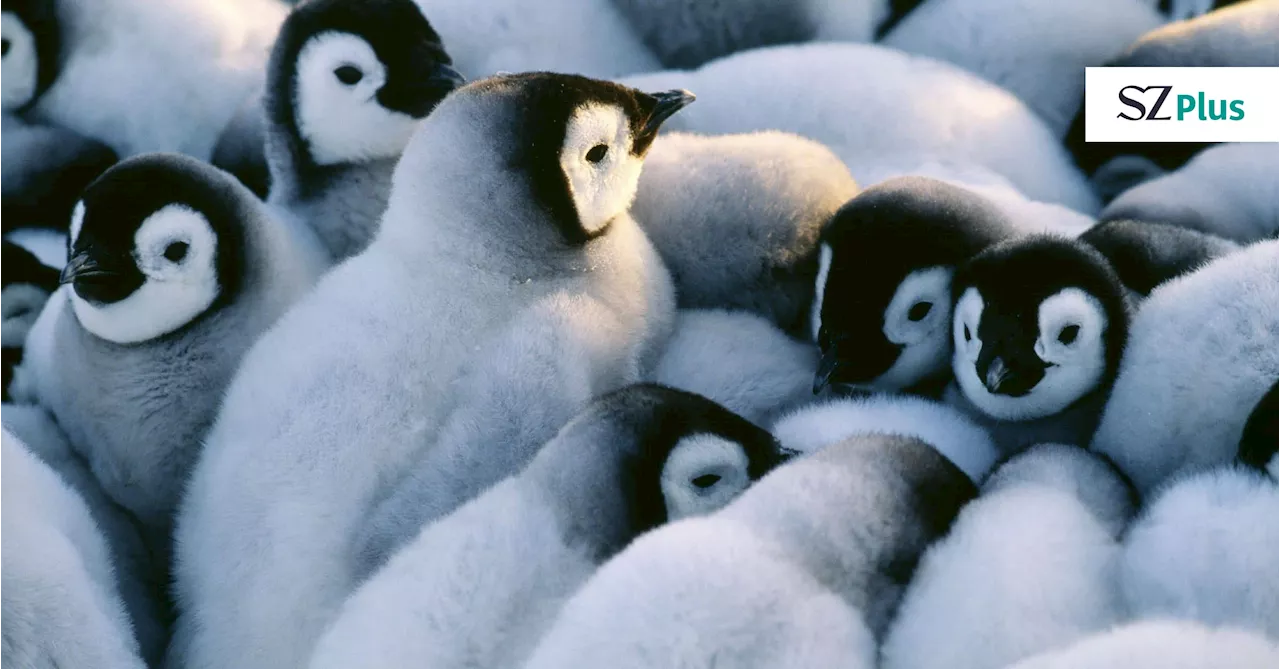 Kaiserpinguine: Wie gut können sie sich an den Klimawandel anpassen?