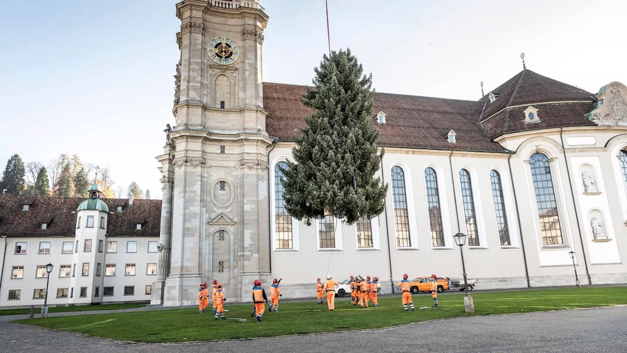 Jetzt live: Der Christbaum wird auf den St.Galler Klosterplatz geflogen