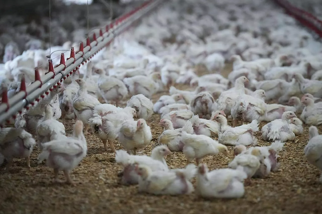 Avian flu detected in Fraser Valley wetlands