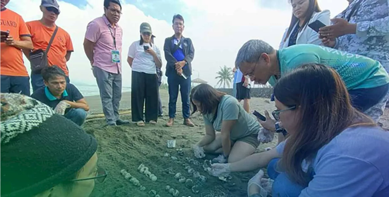 MNTN teaches marine turtle conservation