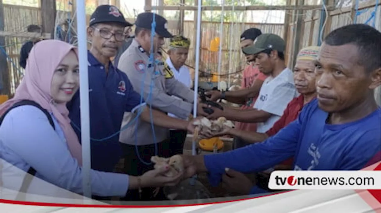 Dukung Program Ketahanan Pangan Nasional, Polisi di Buton Tengah Kembangkan Peternakan Ayam Desa