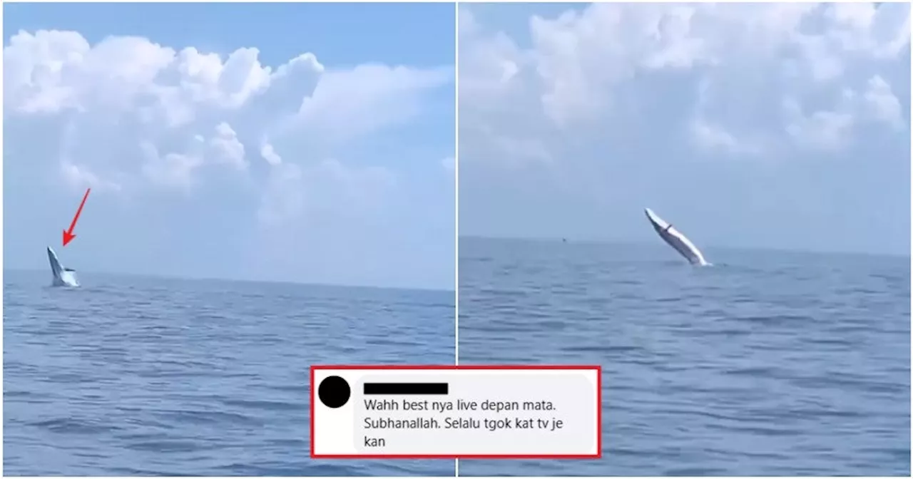 WATCH: Whale Majestically Leaps Out of the Water in Langkawi & Leaves M'sian Divers in Awe