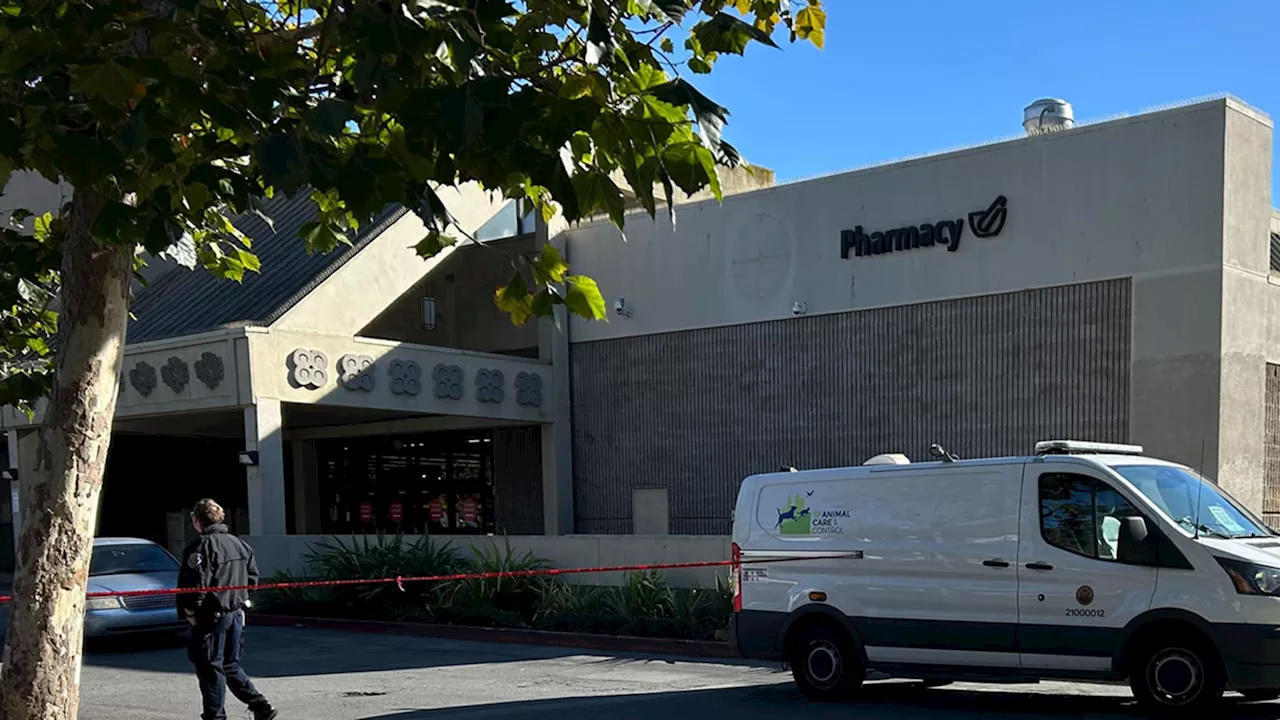 SFPD shoots, kills dog after attack involving multiple dogs near Fillmore Safeway; 1 person bitten