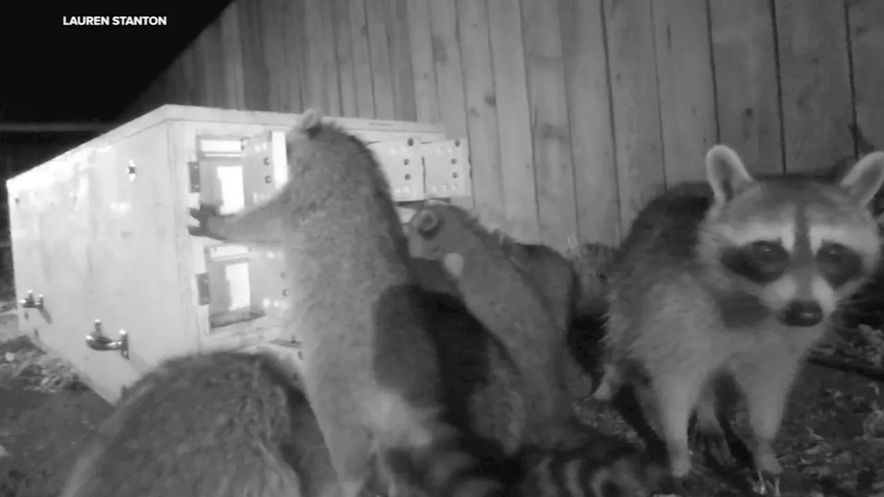 UC Berkeley researchers studying problem-solving abilities in urban raccoons