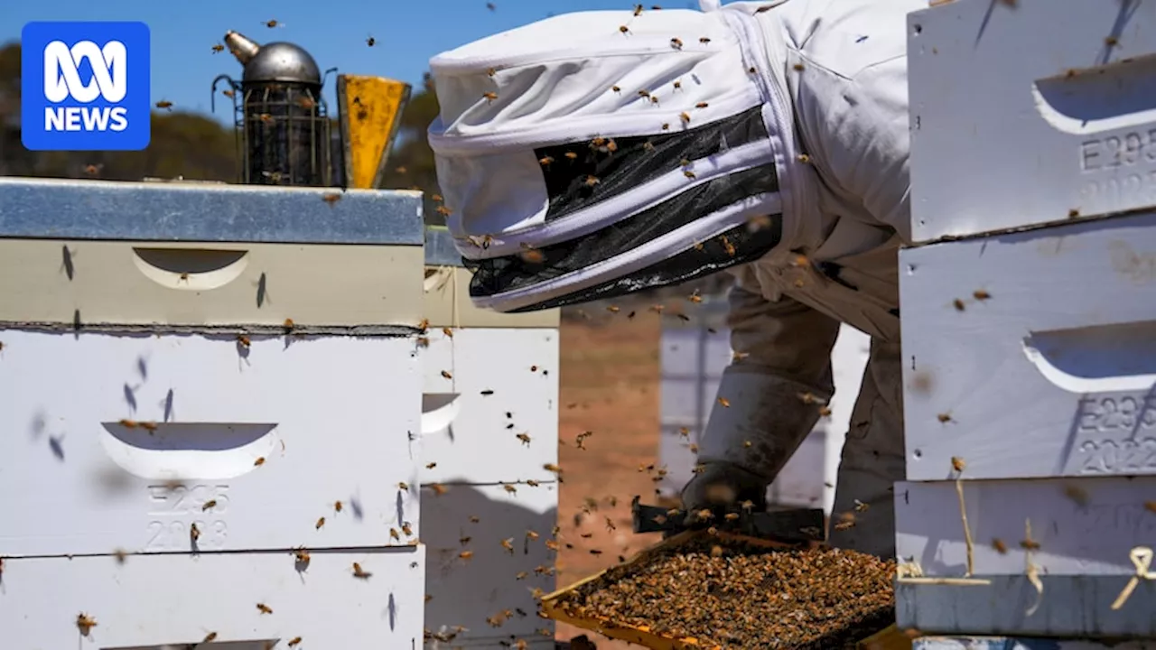 Inevitable spread of varroa mite prompts concern for food security and prices