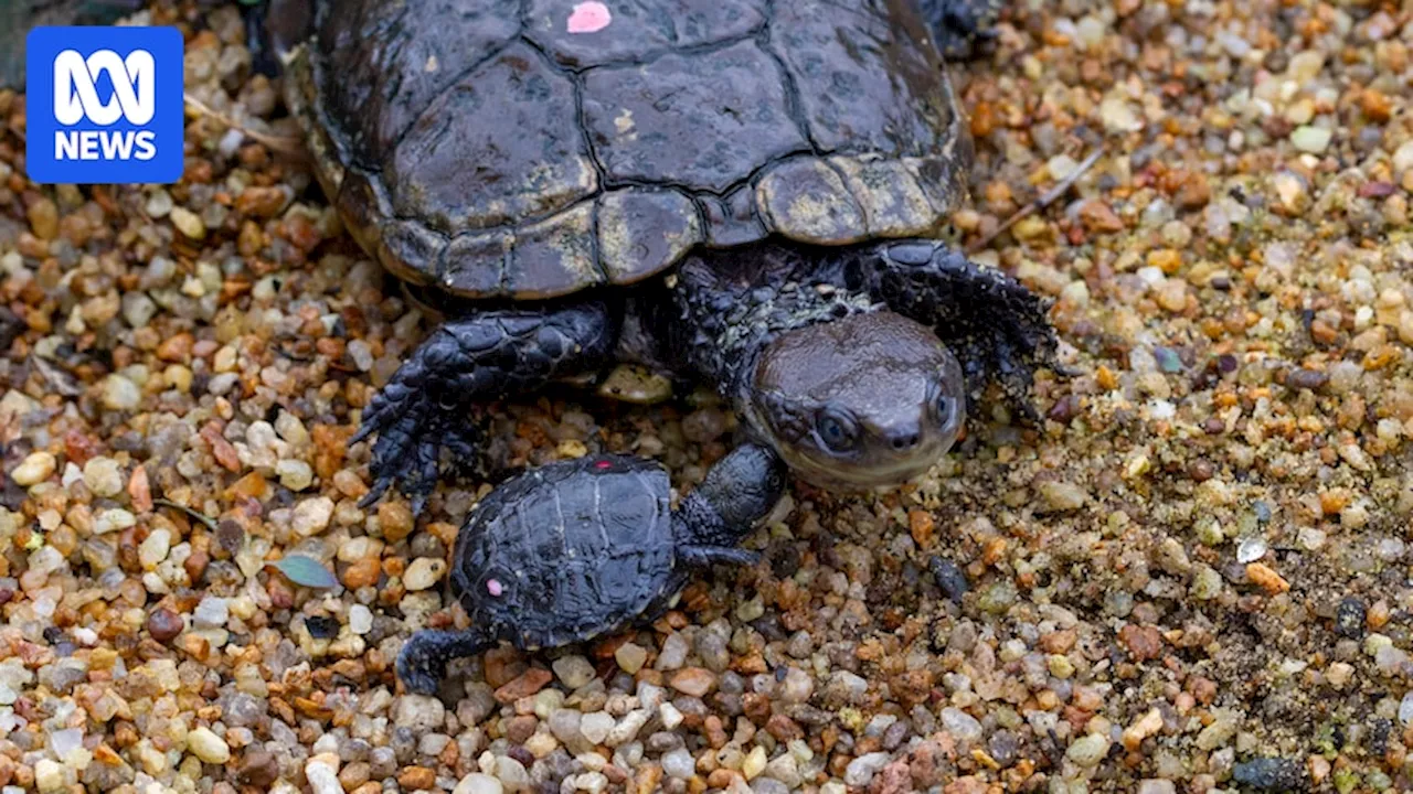 Rare western swamp tortoise to be moved to WA's South West in bid to keep species alive