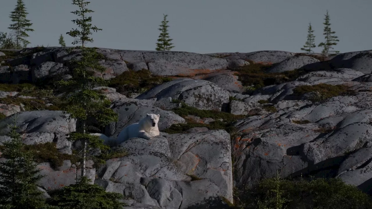 A community lives with polar bears next door and loves it