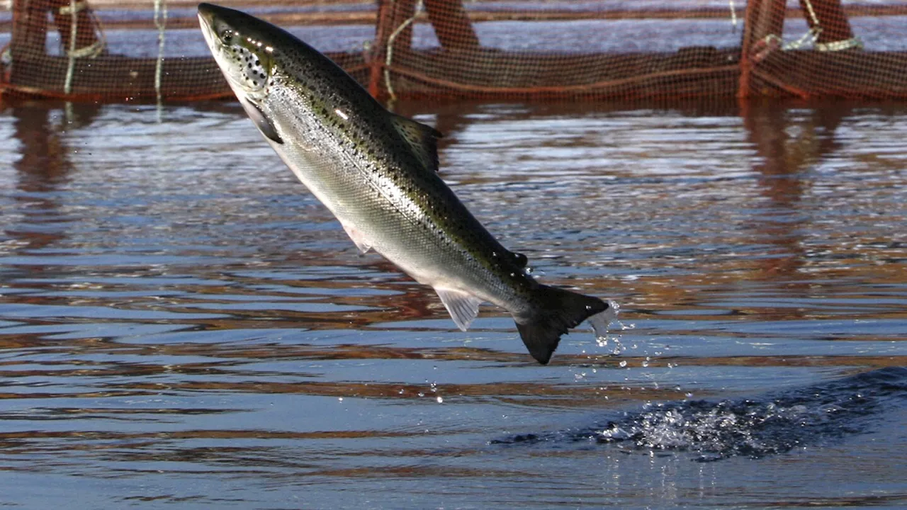 An environmental group files intent to sue a salmon farmer for pollution off Maine's coast