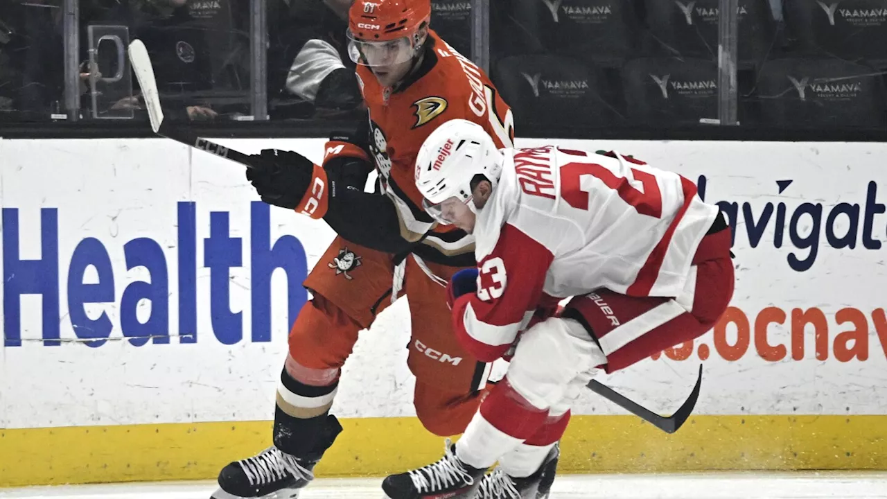 Cutter Gauthier puts Ducks ahead with his 1st NHL goal, and Anaheim rallies past the Red Wings 6-4