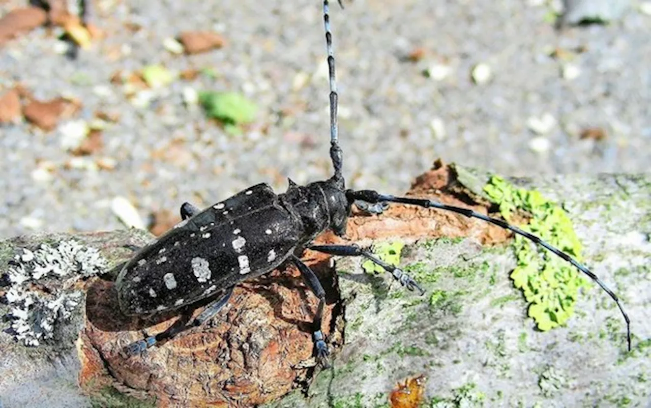 Laubholzbockkäfer schränkt Waldnutzung im Kanton Luzern ein