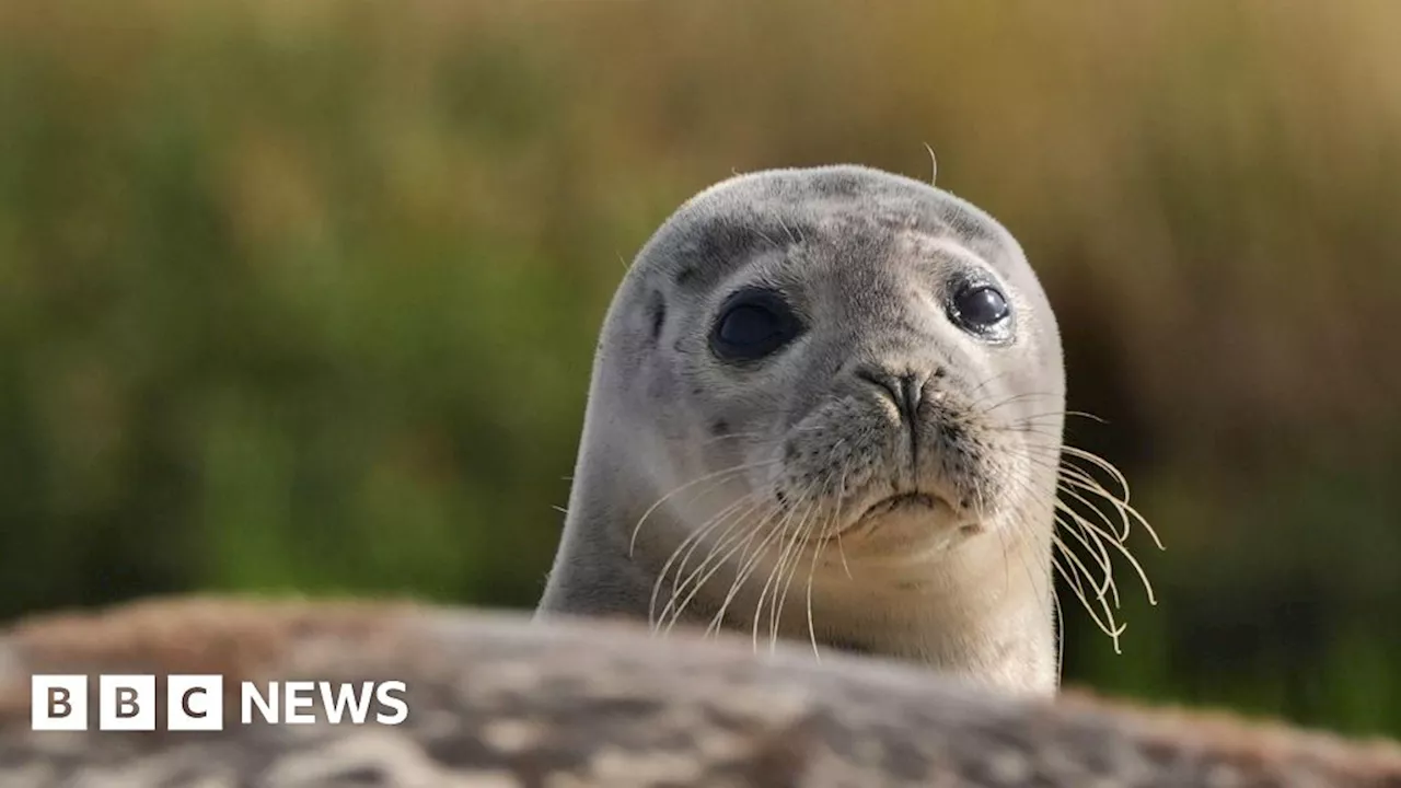 'Nasty' blood infection warning if bitten by seal