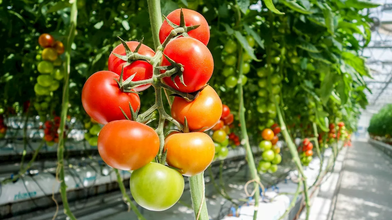 Manche: 400 manifestants contre un projet de serres géantes pour tomates