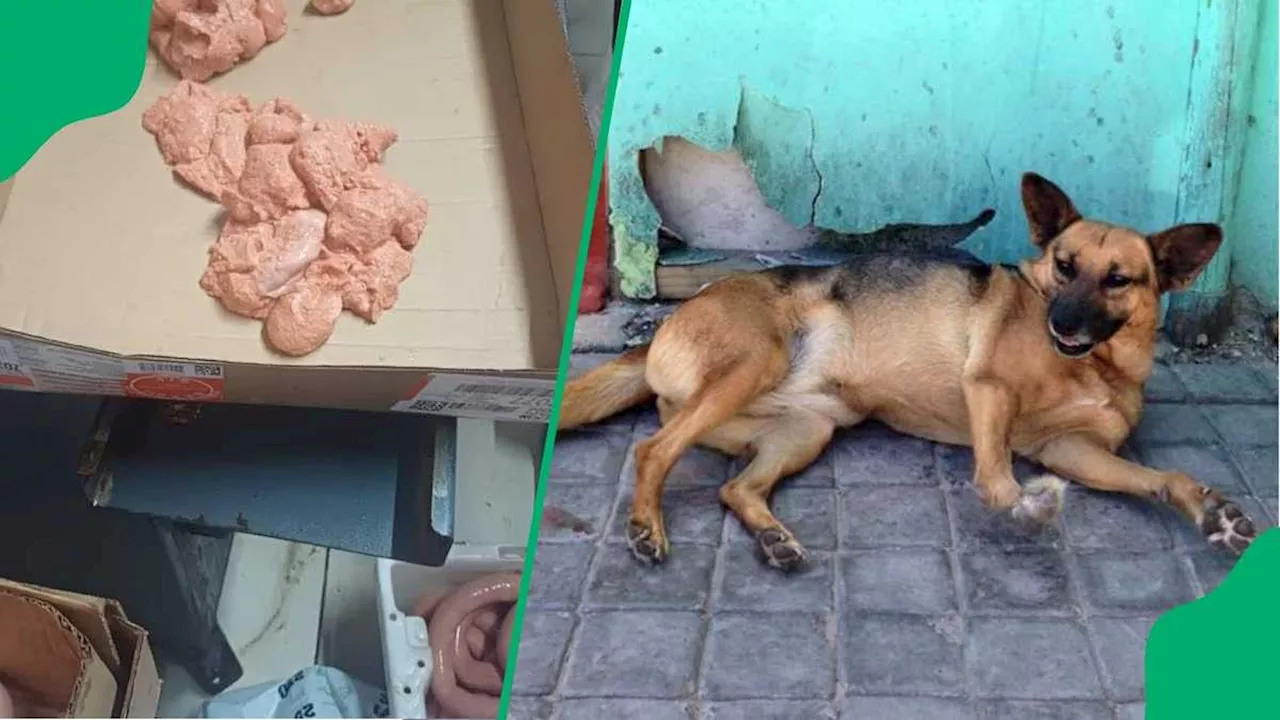 Cape Town Meat Processing Facility Busted Stuffing Dog Food Into Wors, Clips Go Viral