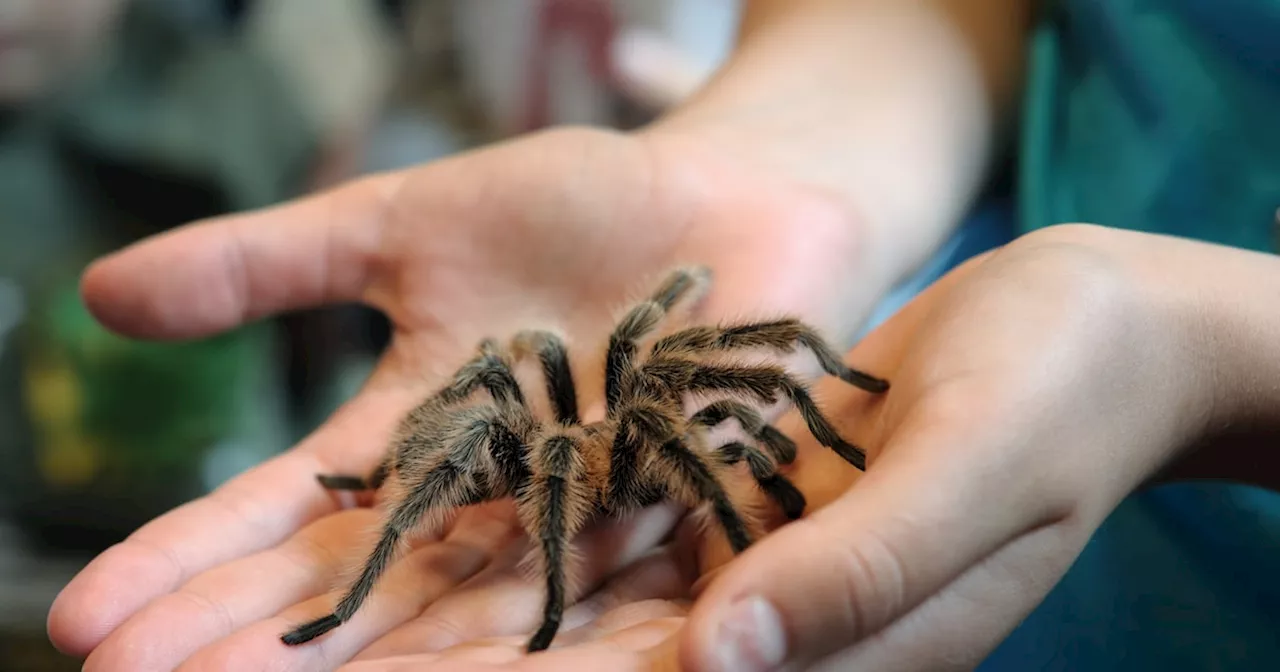 Forscher entsetzt über Taranteln als Trophäen: 'Sammeln Spinnen wie Pokemon'