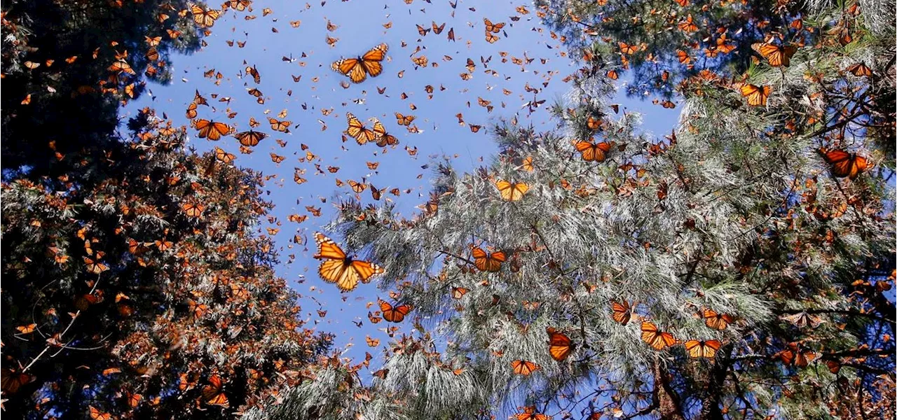 A Biologist Spotlights The World’s Longest Butterfly Migration (Hint: It’s Not A Monarch)