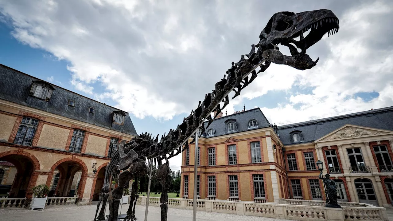 Pour acquérir le plus grand dinosaure jamais mis aux enchères, 'il faut un mécène', regrette l'ex-président du