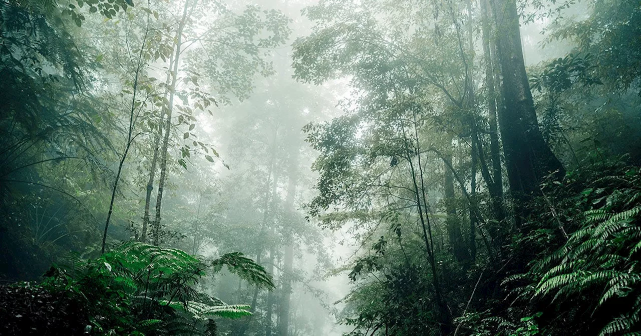 Scientists Find Evidence of an Ancient Rainforest in Antarctica