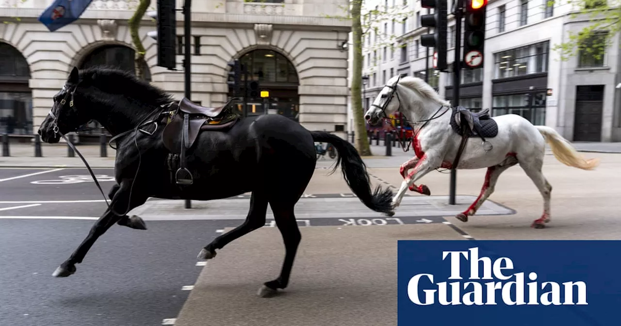 White horse that bolted through London traffic returns to royal duties