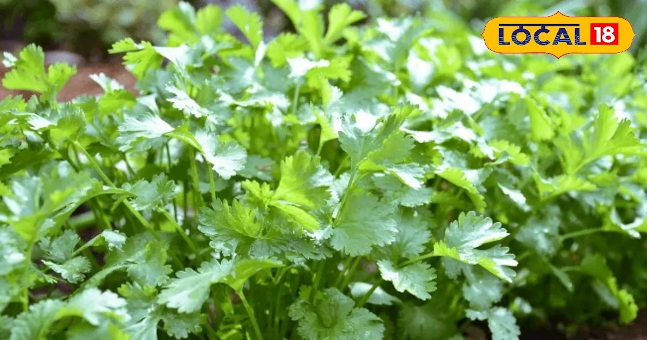 Coriander cultivation: डेढ़ एकड़ में कर रहे हैं धनिया की खेती, कम लागत में हो रही अधिक कमाई