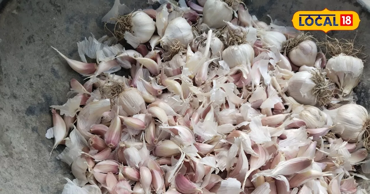 Garlic Farming Tips: लहसुन की खेती से पाएं तगड़ा मुनाफा, खाद-पानी से लेकर कमाई तक का जानें पूरा गणित