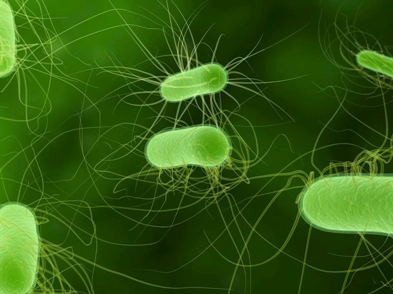 Escherichia Coli e morbo di Parkinson: quali sono i legami