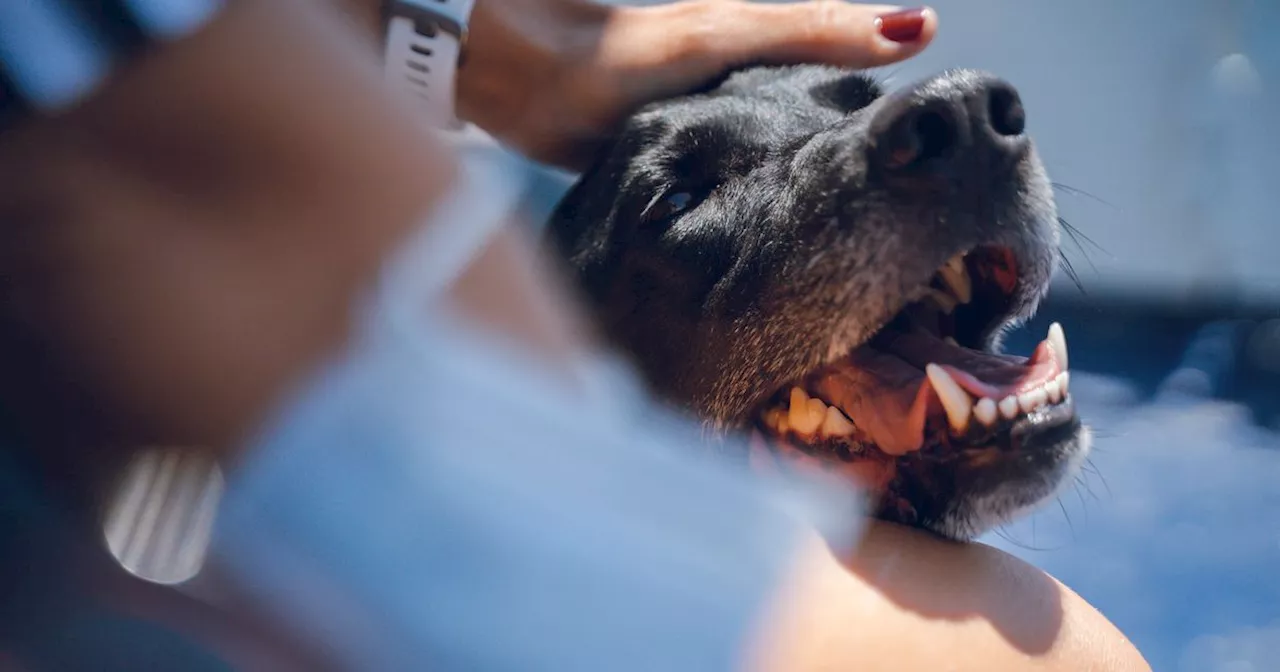 'I adopted my neighbour's dog after it ran away – their reaction says it all'