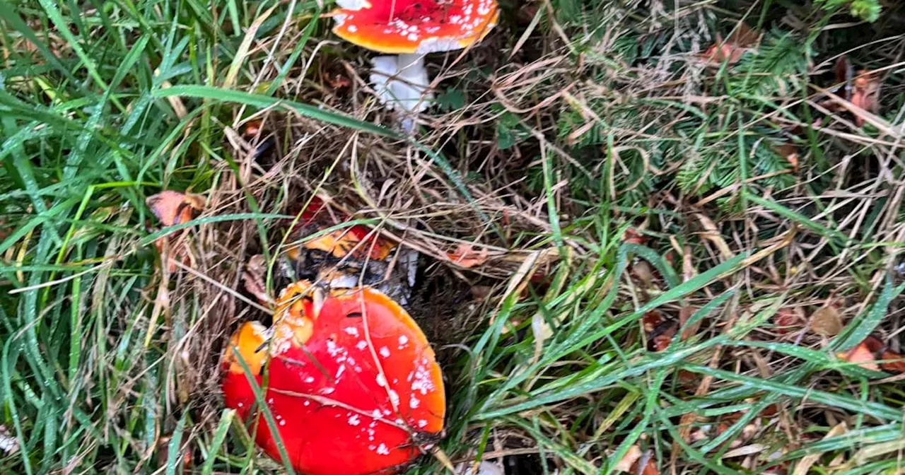 These might look like storybook mushrooms. But there’ll be no happily-ever-after if you eat them