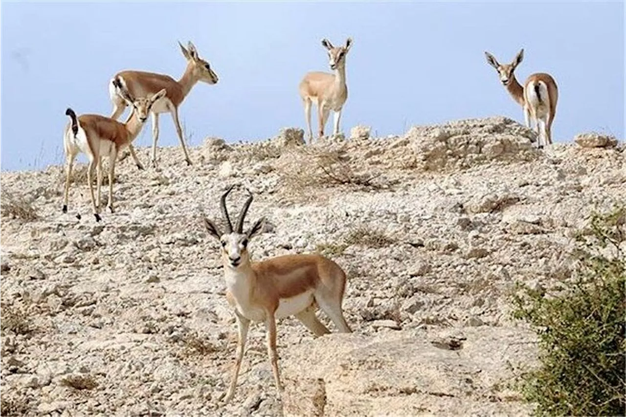 ورود به مناطق حفاظت شده همدان تا پایان آذر ممنوع شد