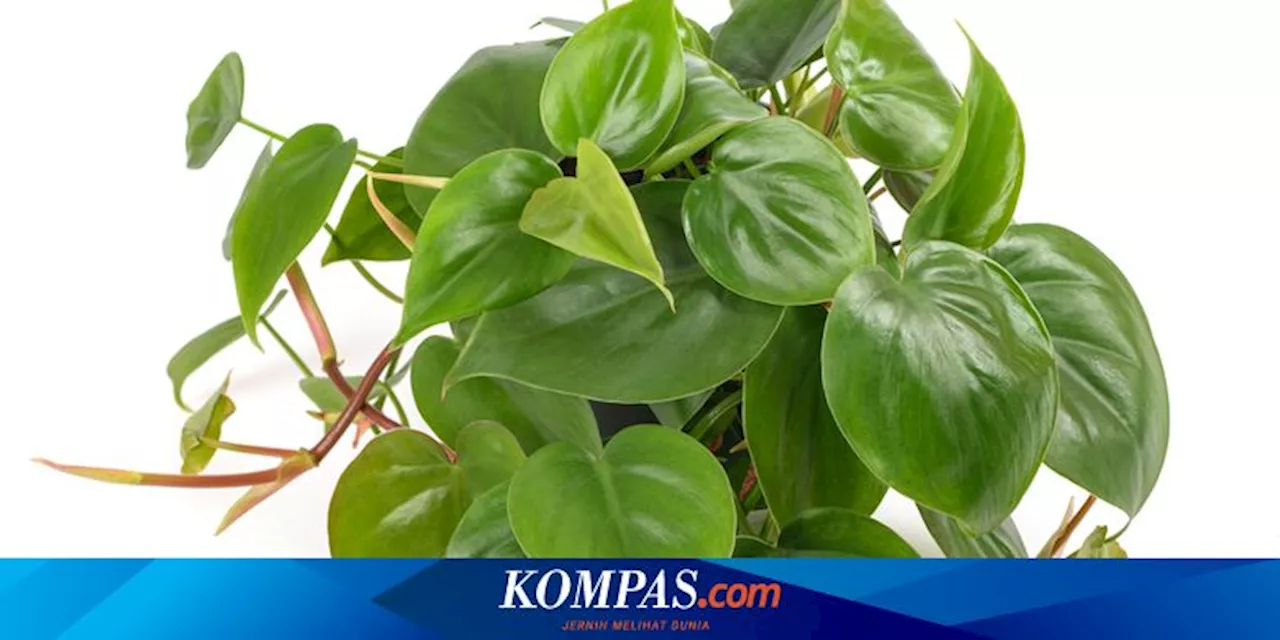 Apa Saja Penyebab Daun Philodendron Menguning?