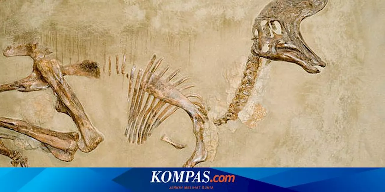 Fosil Dinosaurus Ditemukan di Hong Kong untuk Kali Pertama