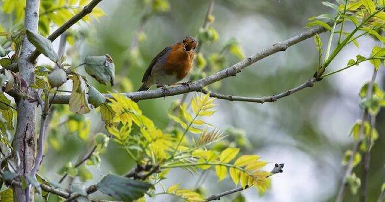 Gardeners urged to avoid one thing during winter if they have Robins in trees