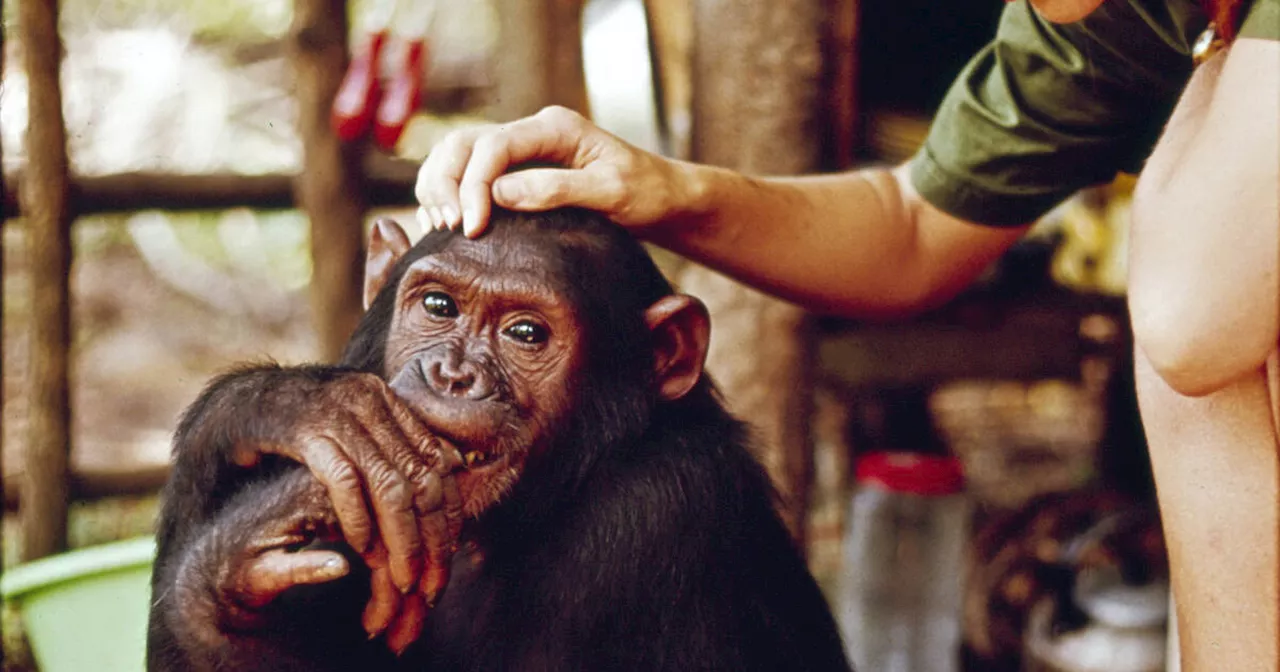 Nous ne sommes pas les seules espèces à transformer les amis en ennemis, par Jane Goodall