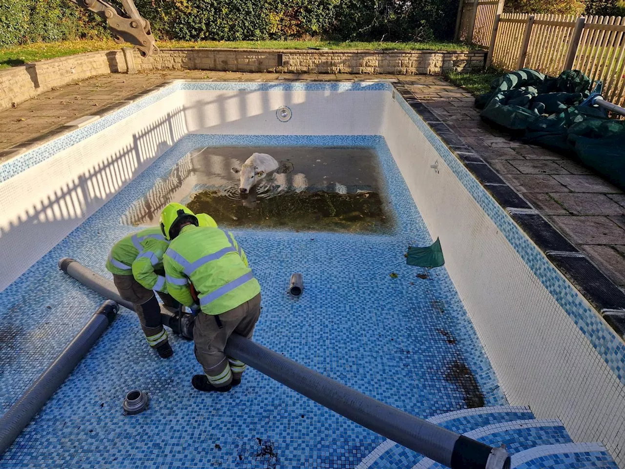 „Wellness-Tag“: Feuerwehr rettet trächtige Kuh aus Pool