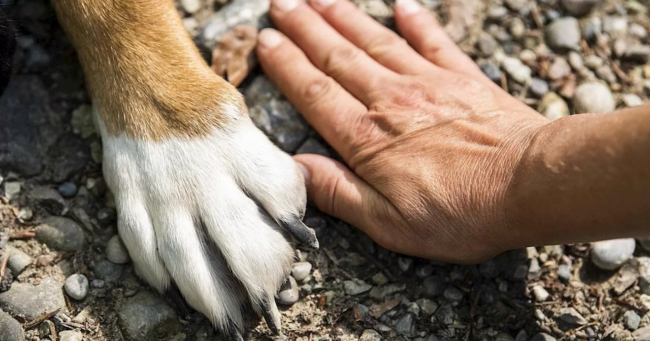 Vom Problemhund zum Familienmitglied, weihnachtlicher Pop-up-Store, Zukunft der Innenstadt